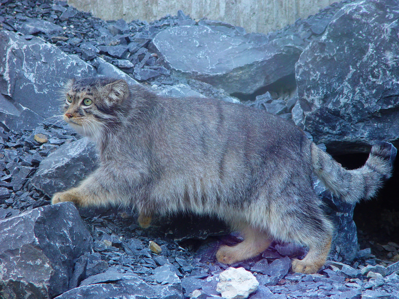 Illustration for article titled Caturday - Octolobus manul Edition